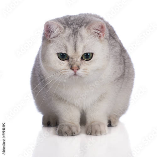 Grey British Shorthair Kitten Looking Down Buy This Stock Photo