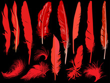 Fourteen Red Feathers Isolated On Black