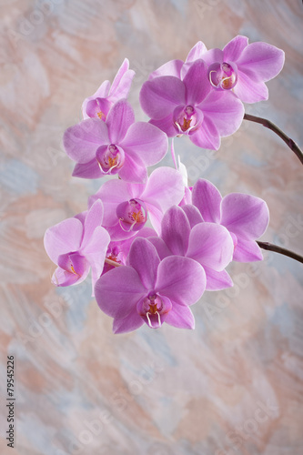 Nowoczesny obraz na płótnie Violet orchid flower (phalaenopsis)