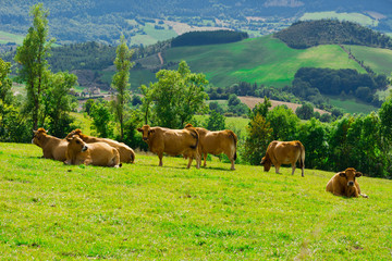 Wall Mural - Cows