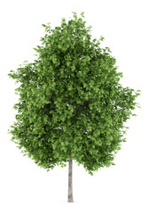 Wall Mural - london plane tree isolated on white background