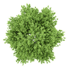 Wall Mural - top view of london plane tree isolated on white background