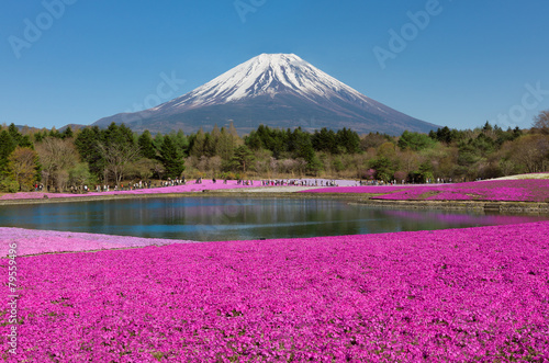 Naklejka samoprzylepna Festiwal fuji shibazakura w Japonii