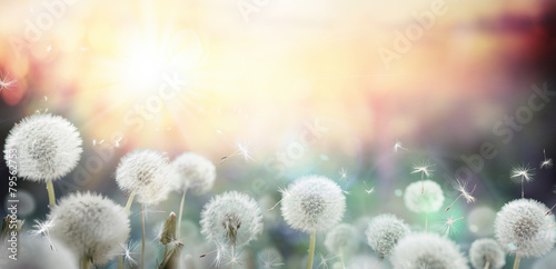 Board z aluminiowym obramowaniem Pole dandelion w zachodzie słońca - bokeh i alergii