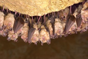 Wall Mural - Greater horseshoe bat( Rhinolophus ferrumequinum)