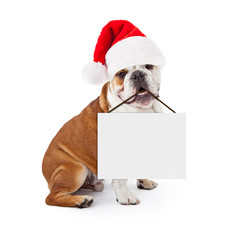 Wall Mural - Christmas Santa Bulldog Holding Blank Sign