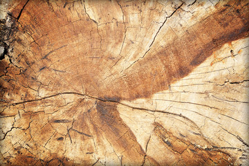 Cross section of tree trunk textured background