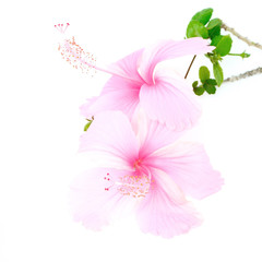 Wall Mural - pink Hibiscus