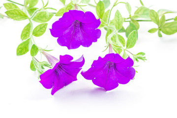 Wall Mural - purple petunia
