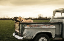 Labradors In A Vintage Truck