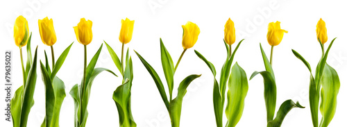 Fototapeta do kuchni line of yellow tulips