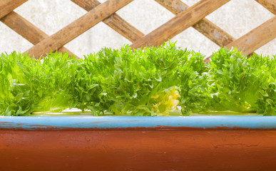 Sticker - Fresh green lettuce grown in hydroponic systems.. .