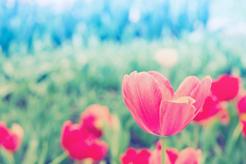 Sticker - Beautiful tulips blooming in spring garden with blurred backgrou