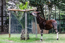 Okapi Feeding, Lisbon Zoo