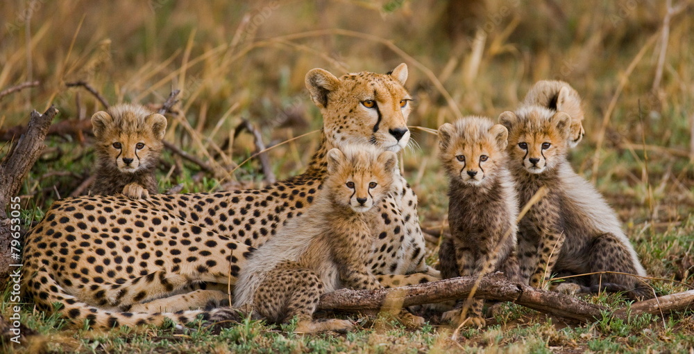 The female cheetah with her cubs - obrazy, fototapety, plakaty 