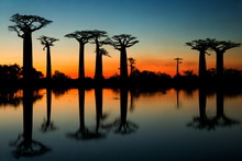 Baobabs At Sunrise. Alley Of Baobabs. Madagascar.