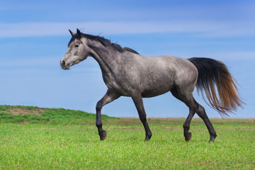 Wall Mural - Beautiful grey horse run at the meadow