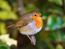 Robin Bird On The Branch