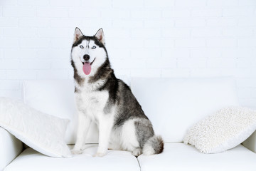 Canvas Print - Beautiful cute husky sitting on sofa in white room