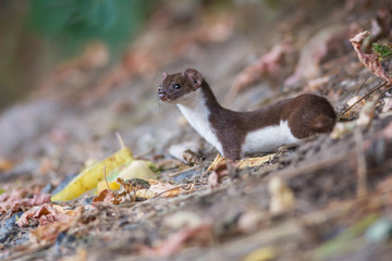 Wall Mural - Least weasel