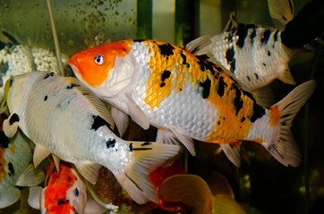 Wall Mural - Aquarium fish close-up