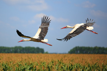 Sticker - stork