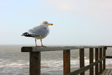 Gull Is Sitting On The Railing Of The Fence