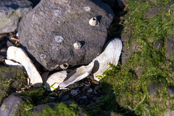 rocky shore front with seashells and seaweed