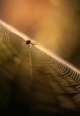 Wall Mural - Spider on web