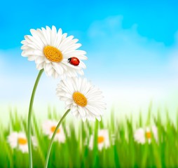 Poster - Nature spring daisy flower with ladybug. Vector illustration.