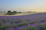 Fototapeta Kwiaty - lavender fields in Provence