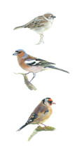 Colored Pencil Drawing. Three Little Birds