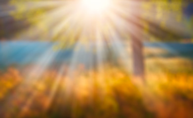 Poster - Blurred autumn sun at sunset under a tree