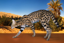 Wild Cat On The Background Of The Desert And The Oasis