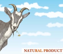 Goats Head On A Blue Sky Background
