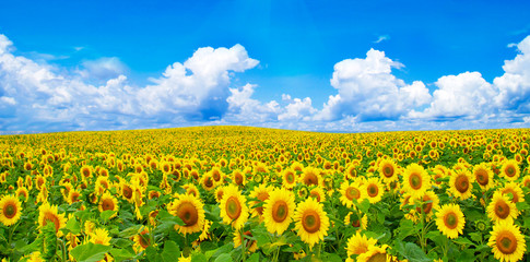 Fotomurales - Blooming field of sunflowers on blue sky