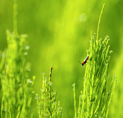 Wall Mural - grass