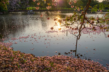 Pink Trumpet Tree And Lake At Sunset