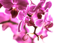 Beautiful Pinky Purple Orchid Flowers Cluster Isolated On White Background, The Pantone Color Of The Year 2014, Radiant Orchid 18-3224 Colored