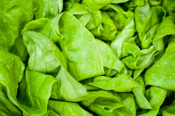 Fresh vivid green crispy wet healthy spring lettuce leaves close up image