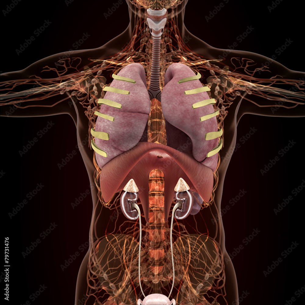 Anatomy of human organs in x-ray view Stock Illustration | Adobe Stock
