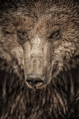 Big brown bear close up portrait