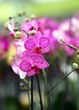 magenta orchid flower on sale from florist
