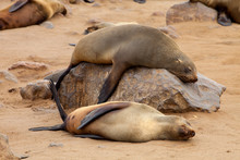 Colonies Brown Fur Seal,Cape Cros, Namibia
