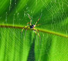 Giant Wood Spider - Nephila Maculata / Nephila Pilipes