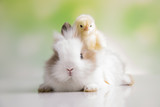 Fototapeta Tęcza - Yellow chick and bunny