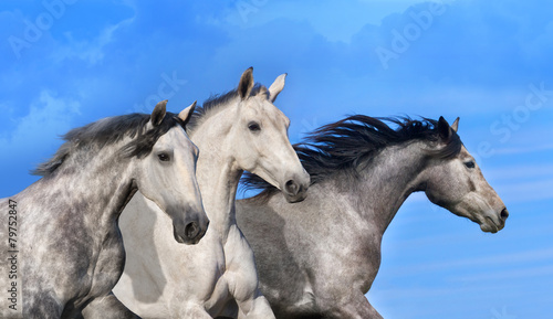 Fototapeta na wymiar Three horse portrait in motion