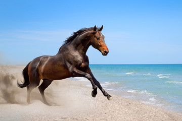 Wall Mural - Beautiful horse run  along the shore of the sea