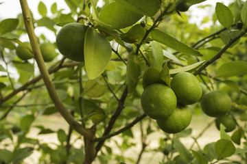 Lemon Tree