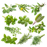 Kitchen herbs collection